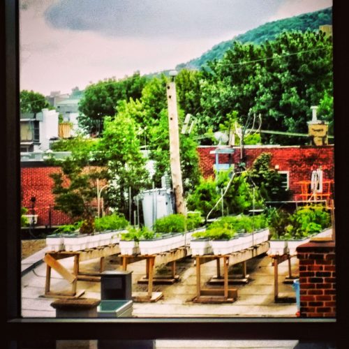 Le Plateau Rooftop Garden